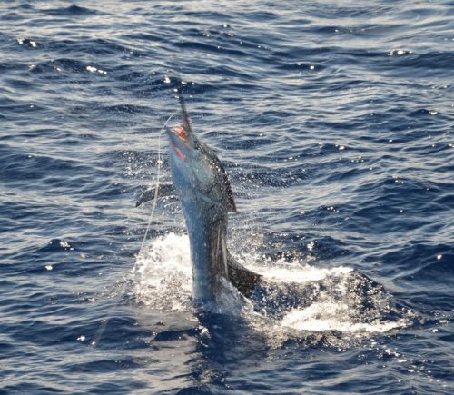 Sailfish on baiting - Rod Fishing Club - Rodrigues Island - Mauritius - Indian Ocean