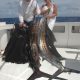 Sailfish on trolling - Rod Fishing Club - Rodrigues Island - Mauritius - Indian Ocean