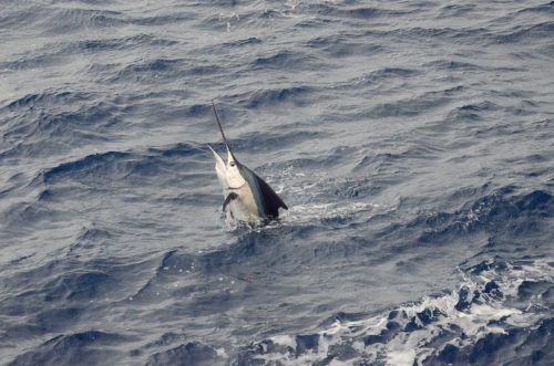 Sailfish on trolling - Rod Fishing Club - Rodrigues Island - Mauritius - Indian Ocean