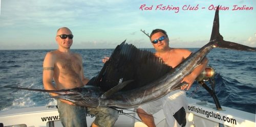 Sailfish on trolling - Rod Fishing Club - Rodrigues Island - Mauritius - Indian Ocean