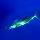 Sailfish or Istiophorus platypterus - Rod Fishing Club - Rodrigues Island - Mauritius - Indian Ocean