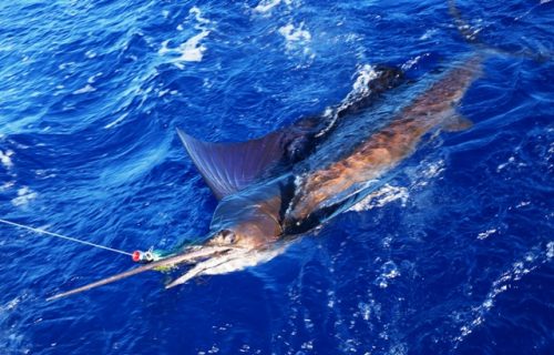 Sailfish released - Rod Fishing Club - Rodrigues Island - Mauritius - Indian Ocean