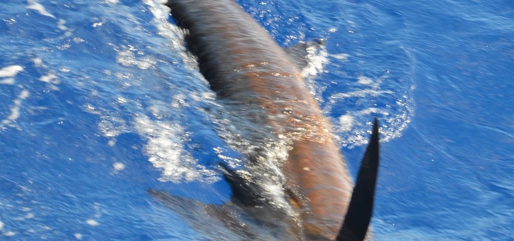 Sailfish released - Rod Fishing Club - Rodrigues Island - Mauritius - Indian Ocean