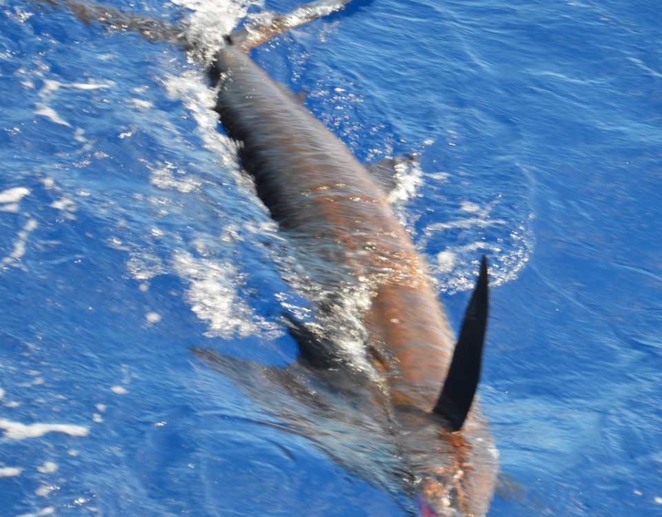 Sailfish released - Rod Fishing Club - Rodrigues Island - Mauritius - Indian Ocean