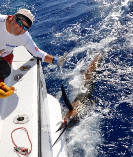 Sailfish released by Marc - Rod Fishing Club - Rodrigues Island - Mauritius - Indian Ocean