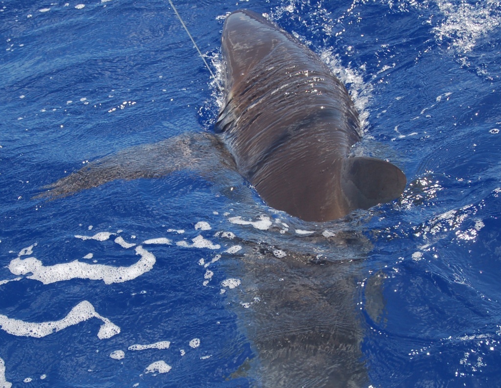 Shark on leasder - Rod Fishing Club - Rodrigues Island - Mauritius - Indian Ocean