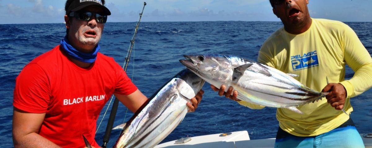 Skipjack tuna or Katsuwonus pelamis - Rod Fishing Club - Rodrigues Island - Mauritius - Indian Ocean