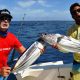 Skipjack tuna or Katsuwonus pelamis - Rod Fishing Club - Rodrigues Island - Mauritius - Indian Ocean