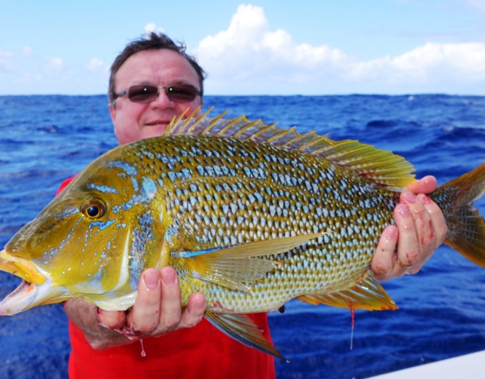 Spangled emperor or Lethrinus nebulosus - Rod Fishing Club - Rodrigues Island - Mauritius - Indian Ocean