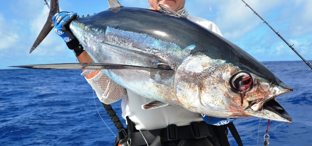 Thon germon ou Thunnus tonggol - Rod Fishing Club - Ile Rodrigues - Maurice - Océan Indien