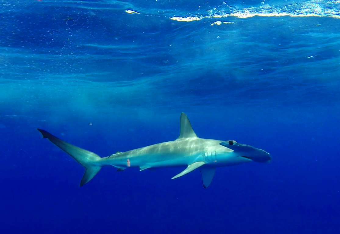 Underwater hammerhead shark - Rod Fishing Club - Rodrigues Island - Mauritius - Indian Ocean