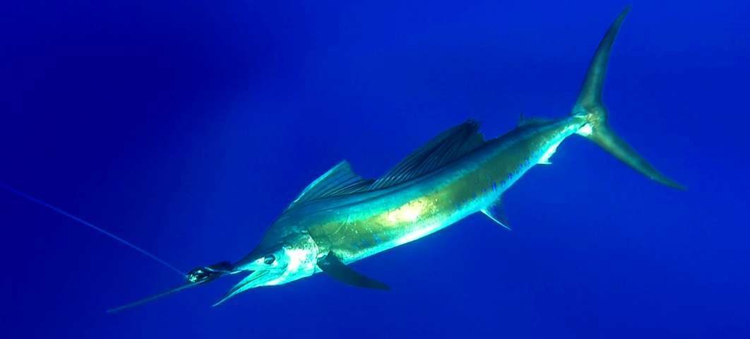 Voilier ou Istiophorus platypterus - Rod Fishing Club - Ile Rodrigues - Maurice - Océan Indien