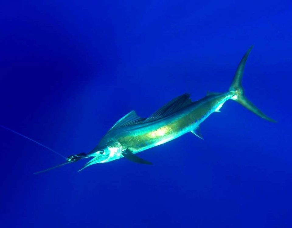 Voilier ou Istiophorus platypterus - Rod Fishing Club - Ile Rodrigues - Maurice - Océan Indien