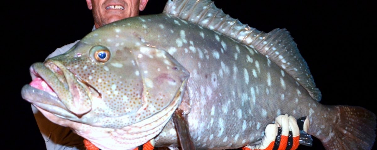 White blotched grouper or Epinephelus multinotatus - Rod Fishing Club - Rodrigues Island - Mauritius - Indian Ocean