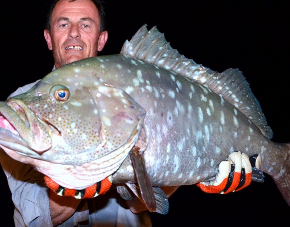 White blotched grouper or Epinephelus multinotatus - Rod Fishing Club - Rodrigues Island - Mauritius - Indian Ocean