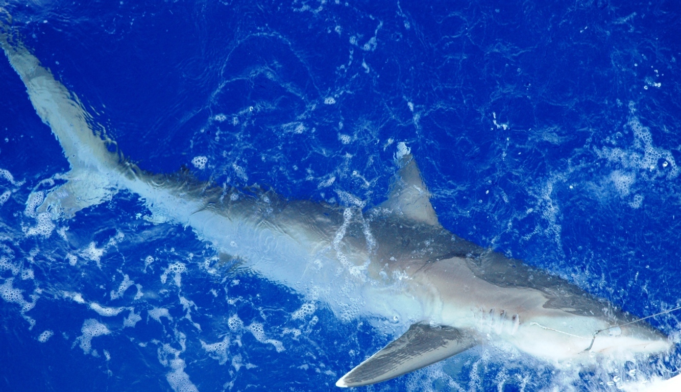 White tip shark - Rod Fishing Club - Rodrigues Island - Mauritius - Indian Ocean