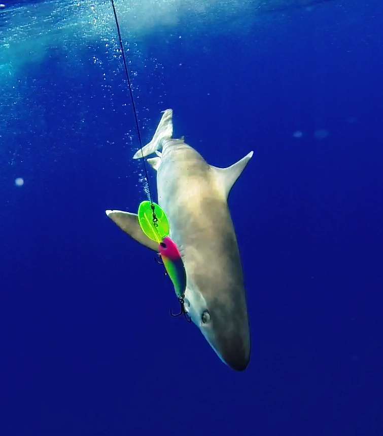 White tip shark or Carcharhinus albimarginatus - Rod Fishing Club - Rodrigues Island - Mauritius - Indian Ocean