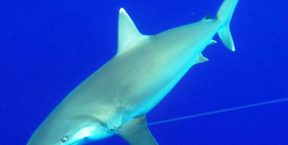 White tip shark or Carcharhinus albimarginatus - Rod Fishing Club - Rodrigues Island - Mauritius - Indian Ocean