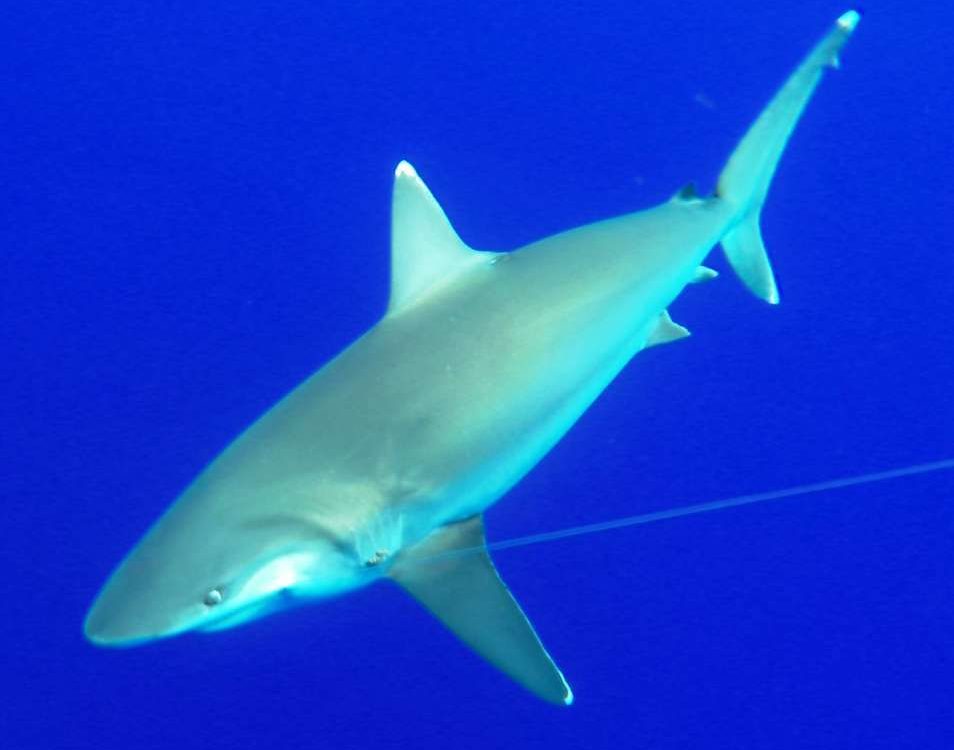 White tip shark or Carcharhinus albimarginatus - Rod Fishing Club - Rodrigues Island - Mauritius - Indian Ocean