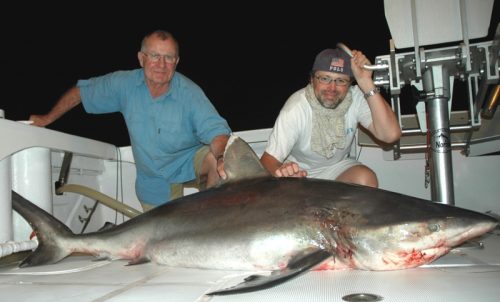 Whitetip shark on baiting at night - Rod Fishing Club - Rodrigues Island - Mauritius - Indian Ocean