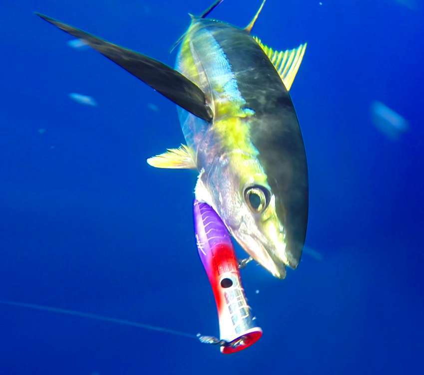 Yellow Fin Tuna  on popper - Rod Fishing Club - Rodrigues Island - Mauritius - Indian Ocean