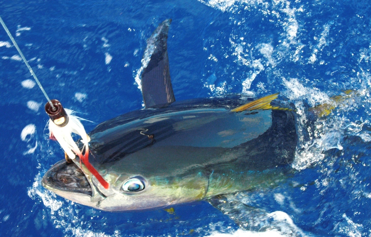 yellowfin tuna - Rod Fishing Club - Rodrigues Island - Mauritius - Indian Ocean yellowfin tuna - Rod Fishing Club - Rodrigues Island - Mauritius - Indian Ocean