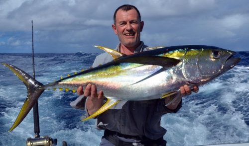 Yellowfin tuna on trolling - Rod Fishing Club - Rodrigues Island - Mauritius - Indian Ocean