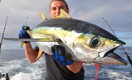 Yellowfin tunas'colors - Rod Fishing Club - Rodrigues Island - Mauritius - Indian Ocean