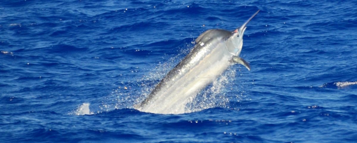 black marlin - Rod Fishing Club - Rodrigues Island - Mauritius - Indian Ocean