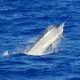 black marlin - Rod Fishing Club - Rodrigues Island - Mauritius - Indian Ocean