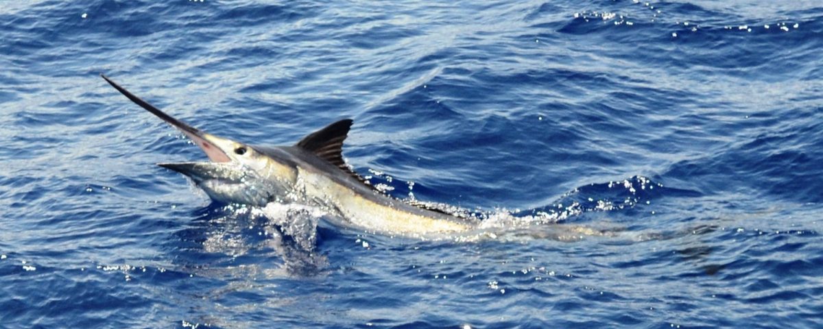 black marlin - Rod Fishing Club - Rodrigues Island - Mauritius - Indian Ocean