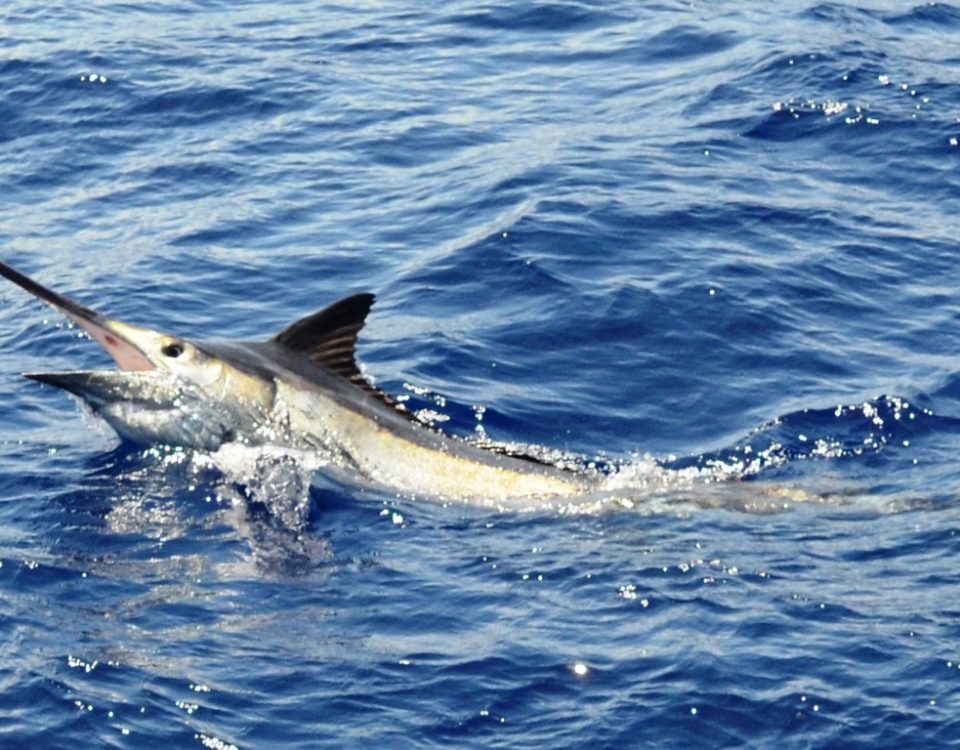 black marlin - Rod Fishing Club - Rodrigues Island - Mauritius - Indian Ocean