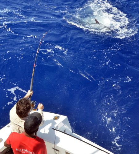 black marlin close to the boat on Heavy Spinning by Claudius - Rod Fishing Club - Rodrigues Island - Mauritius - Indian Ocean