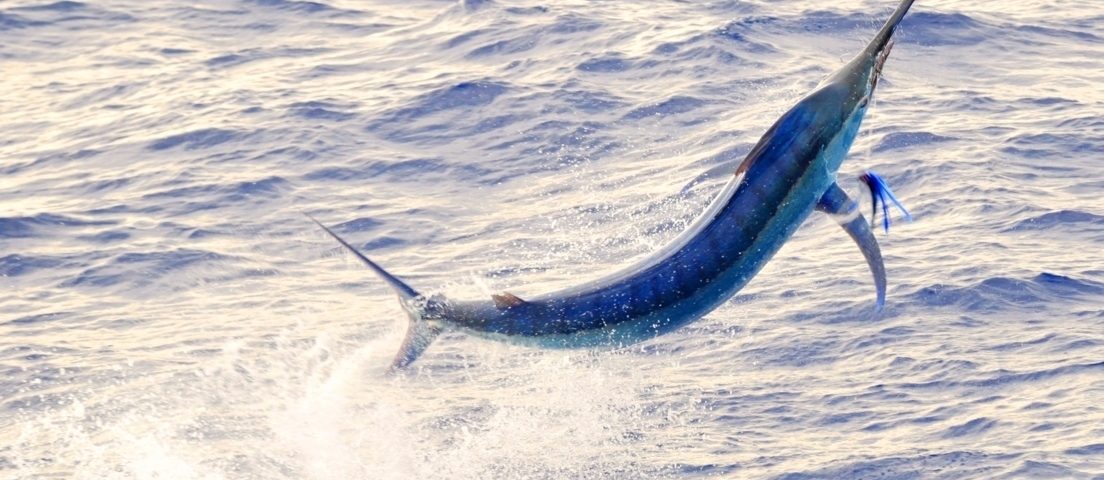 black marlin jumping - Rod Fishing Club - Rodrigues Island - Mauritius - Indian Ocean