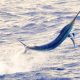 black marlin jumping - Rod Fishing Club - Rodrigues Island - Mauritius - Indian Ocean