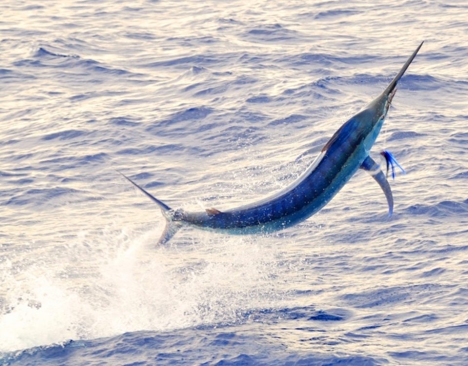 black marlin jumping - Rod Fishing Club - Rodrigues Island - Mauritius - Indian Ocean