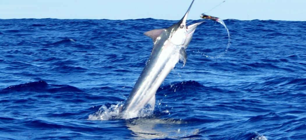 black marlin jumping - Rod Fishing Club - Rodrigues Island - Mauritius - Indian Ocean