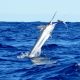 black marlin jumping - Rod Fishing Club - Rodrigues Island - Mauritius - Indian Ocean