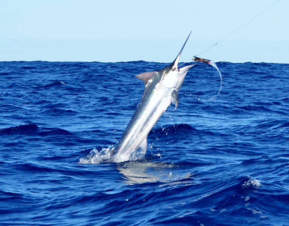 black marlin jumping - Rod Fishing Club - Rodrigues Island - Mauritius - Indian Ocean