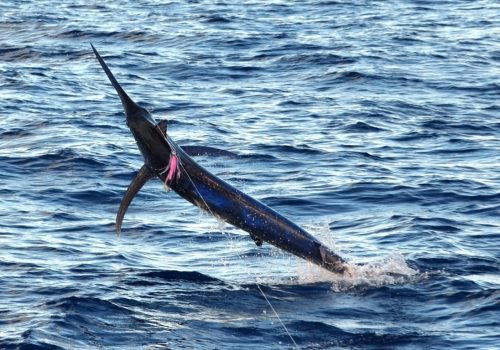 black marlin jumping - Rod Fishing Club - Rodrigues Island - Mauritius - Indian Ocean