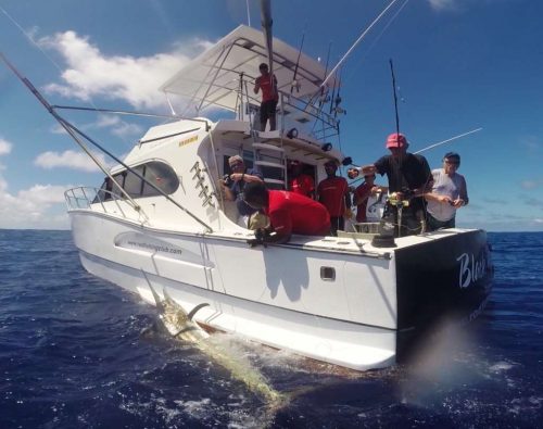 black marlin on lining - Rod Fishing Club - Rodrigues Island - Mauritius - Indian Ocean