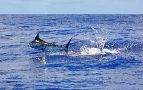 blue marlin jumping - Rod Fishing Club - Rodrigues Island - Mauritius - Indian Ocean