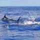 blue marlin jumping - Rod Fishing Club - Rodrigues Island - Mauritius - Indian Ocean