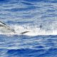 blue marlin jumping - Rod Fishing Club - Rodrigues Island - Mauritius - Indian Ocean