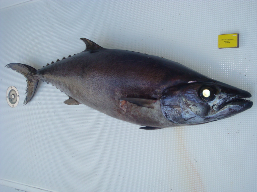 'butter fish' at 400m deep - Rod Fishing Club - Rodrigues Island - Mauritius - Indian Ocean