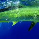 dorado - Rod Fishing Club - Rodrigues Island - Mauritius - Indian Ocean