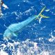 dorado close to the boat - Rod Fishing Club - Rodrigues Island - Mauritius - Indian Ocean