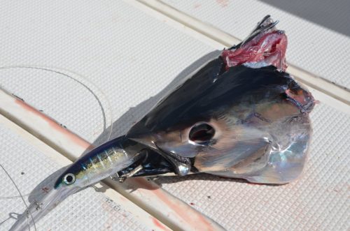 head after sharking - Rod Fishing Club - Rodrigues Island - Mauritius - Indian Ocean