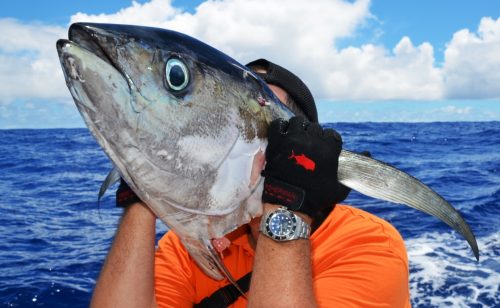 head of yellowfin tuna after shark - Rod Fishing Club - Rodrigues Island - Mauritius - Indian Ocean