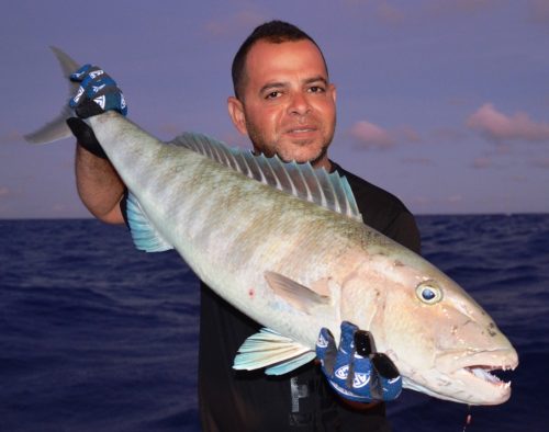 jobfish - Rod Fishing Club - Rodrigues Island - Mauritius - Indian Ocean